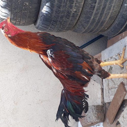 خروس لاری