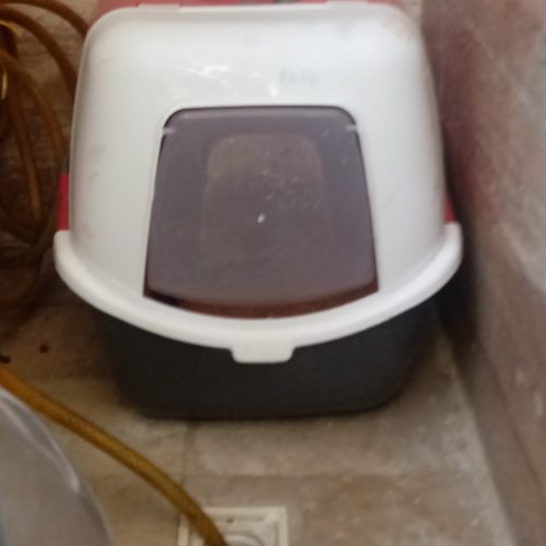 گربه پرشین