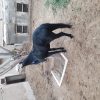 اسب  نریان 4 ساله مشکی جوان