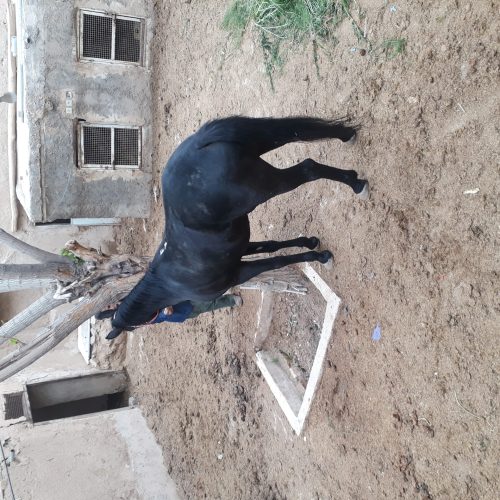 اسب  نریان 4 ساله مشکی جوان