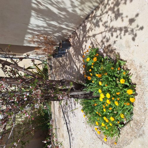 فروش باغ در سیاخ دارنگون شیراز