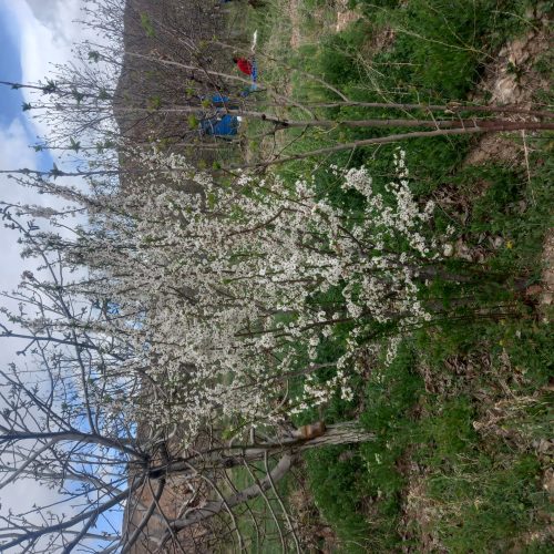 فروش باغ 1000متری