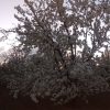 دو طناب باغ گیلاس تکدانه 20 ساله