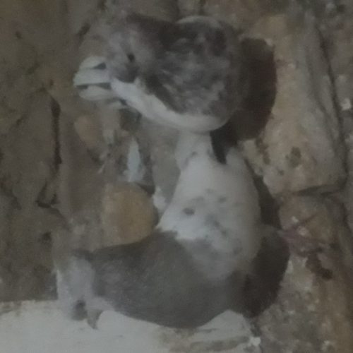 کبوتر کله نر و ماده کاکلی 3 تا جوجه کاکلی