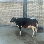 شوشتر میان آب جنوبی  دیلم