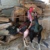 مرغ و خروس لاری