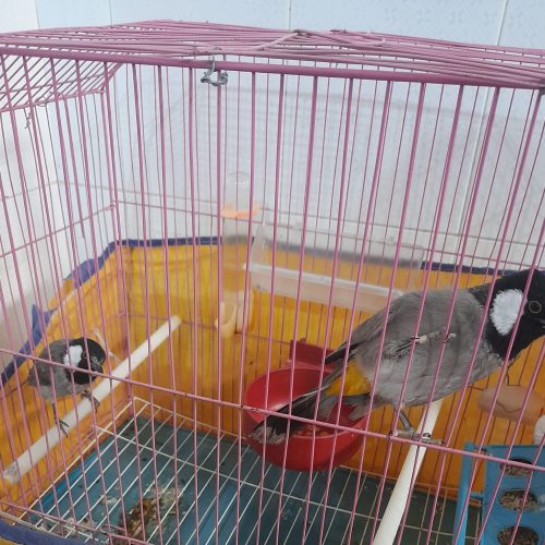 دوبلبل‌اهلی