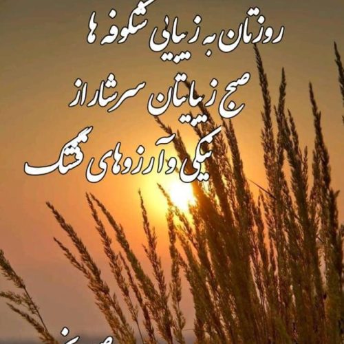 ضایعات خریدار گران تر از همه جا