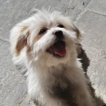 یک قلاده سک شش ماهه