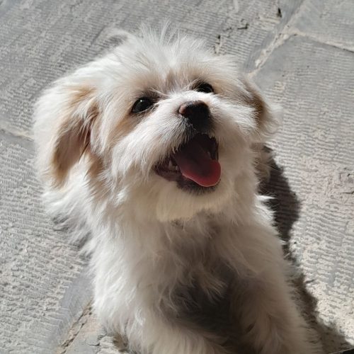 یک قلاده سک شش ماهه