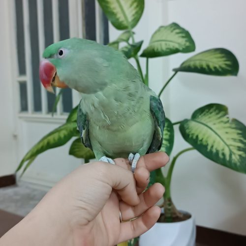 2عدد عروس هلندی سخنگو و شاه طوطی