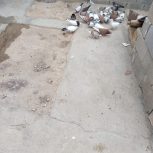 فروش کبوتر در لامرد