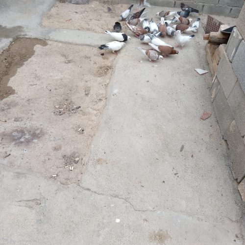 فروش کبوتر در لامرد