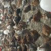 جوجه گلپایگان 30روز واکسن شده و سر حال