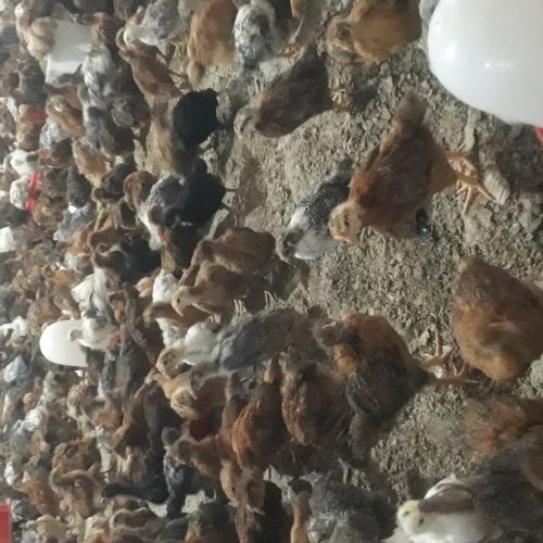 جوجه گلپایگان 30روز واکسن شده و سر حال