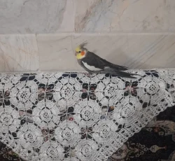 1 عدد عروس هلندی به فروش میرسد