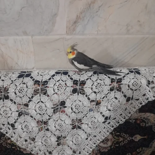 1 عدد عروس هلندی به فروش میرسد