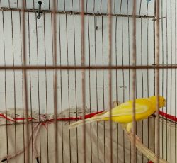 یک جفت قناری