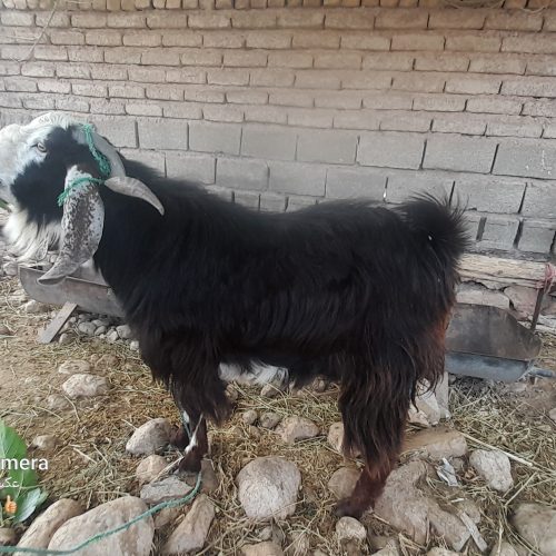 کهره چبش درجه یک