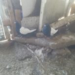 ن وماده سینه سیاه