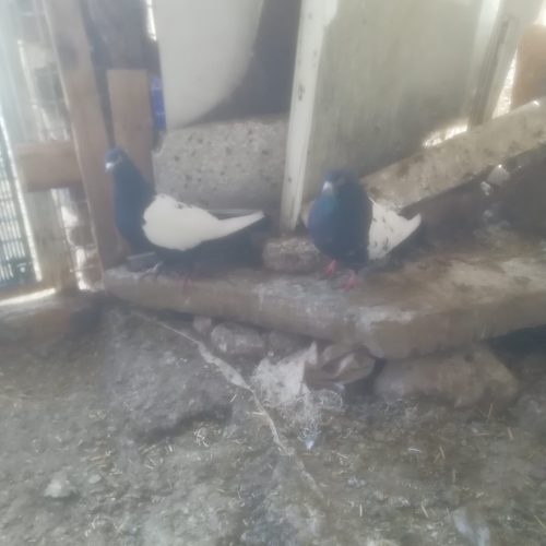 ن وماده سینه سیاه