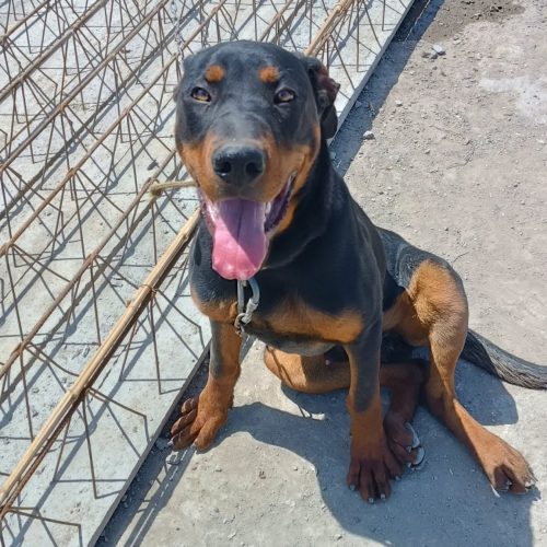 نژاد روتفایلر