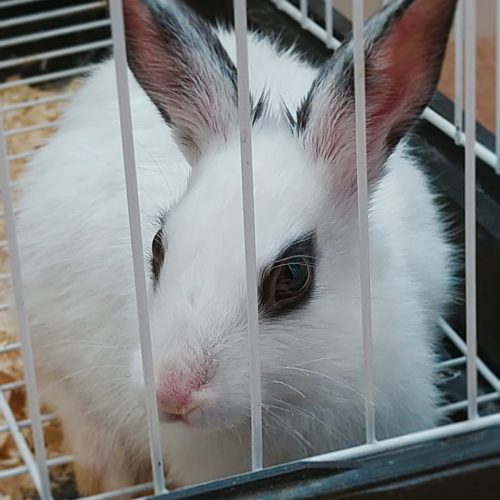 خرگوش با قفس و غذا