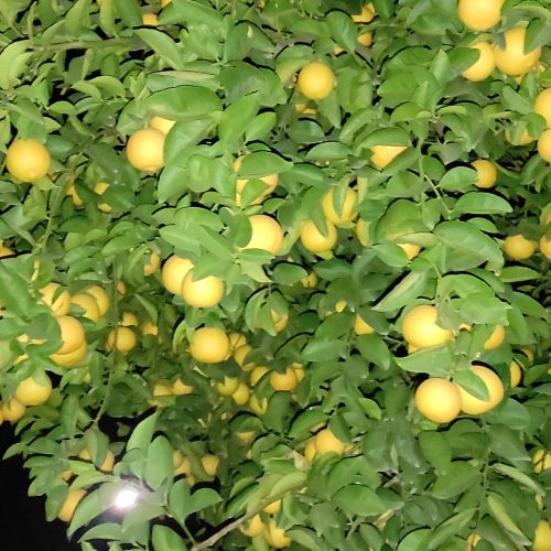 فروش باغ پرثمر
