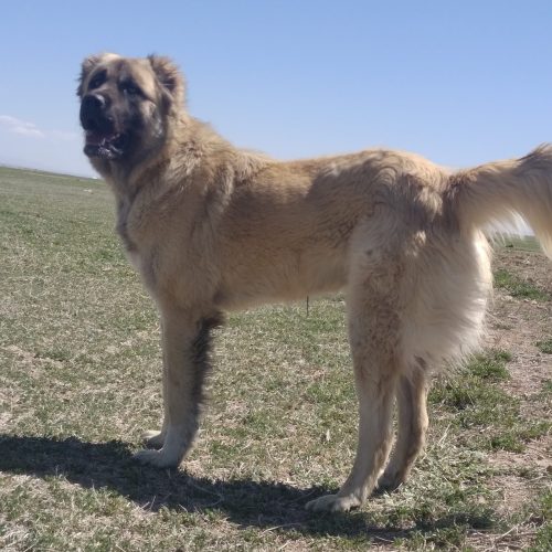 سگ سرابی عراقی