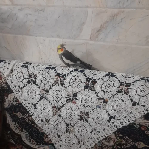1 عدد عروس هلندی به فروش میرسد