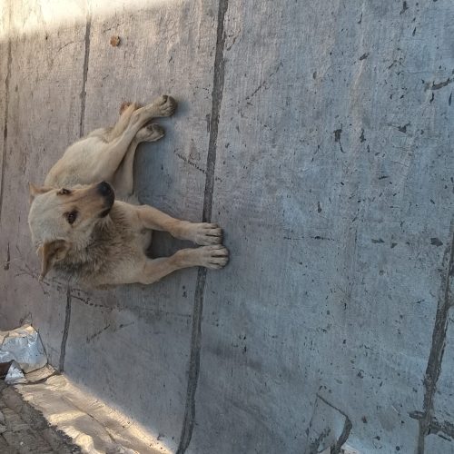 فوری سگ گرگی خوشکل