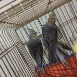 جوجه جفت سه ماهه عروس هلندی