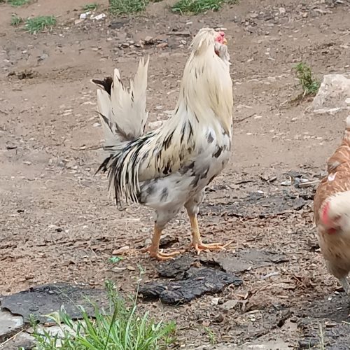 خروس