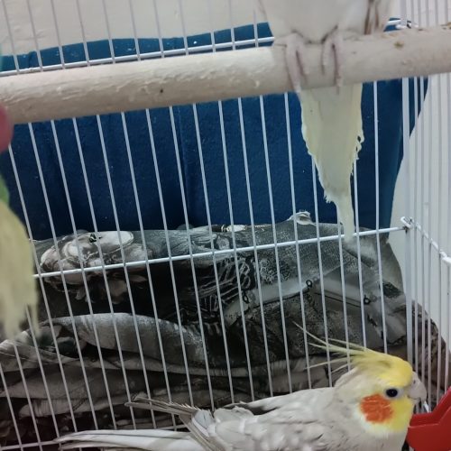 2عدد عروس هلندی سخنگو و شاه طوطی