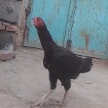 مرغ لاری اصیل