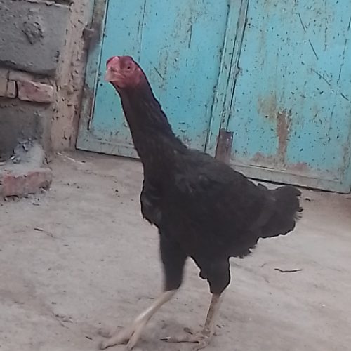 مرغ لاری اصیل