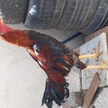 خروس لاری