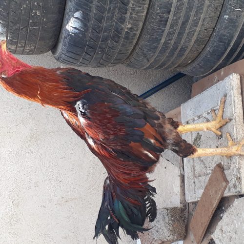 خروس لاری