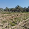فروش زمین جای نخل