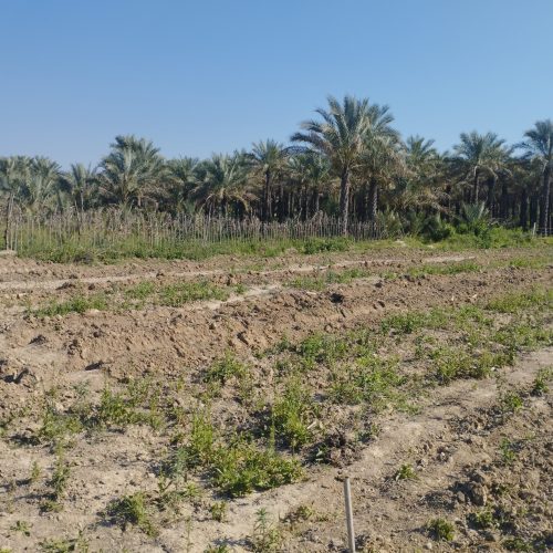 فروش زمین جای نخل
