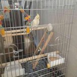 عروس هلندی نر