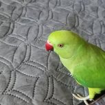 طوطی ملنگو ماده دستی