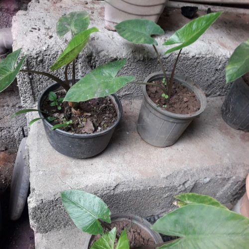 گل بابا آدم تنه قرمز