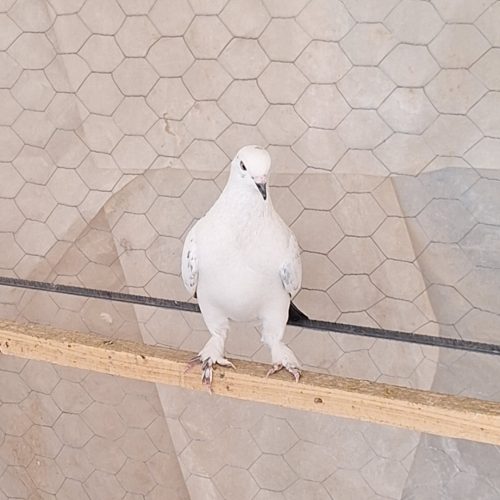 نر سفید دم سبز