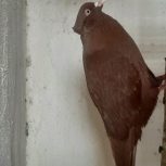 سرخ دم سفید