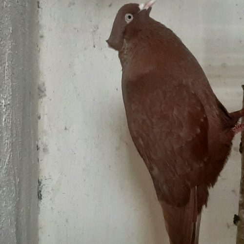 سرخ دم سفید