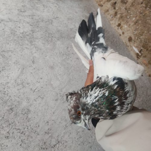 کبوتر پرشی