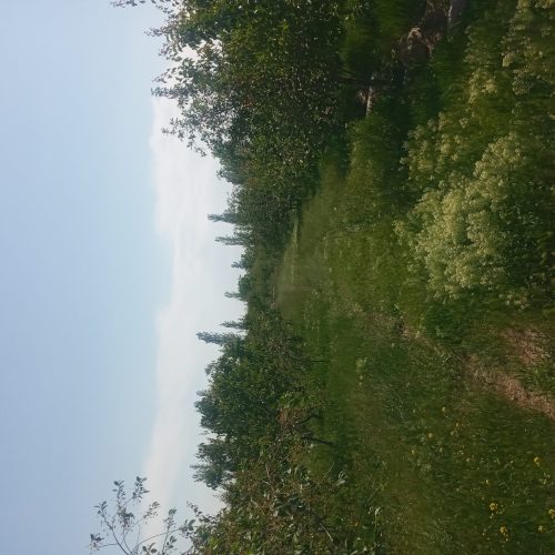 باغ ششدانگ 7427متر تسوج