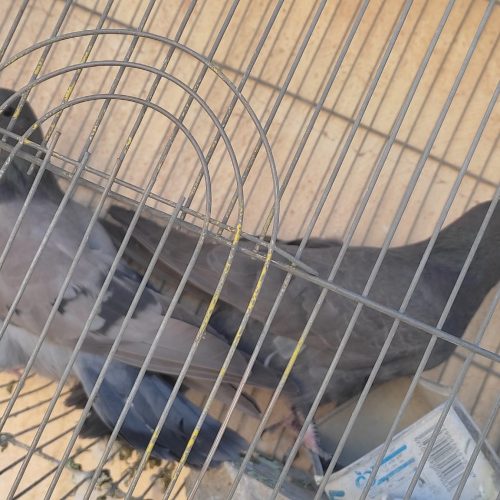نروماده موفلق قوراومده سیاه پشت دم گیرعالی
