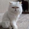 گربه پرشین